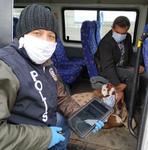 Rahatsızlanan buzağıyı maske takıp veterinere götürdüler