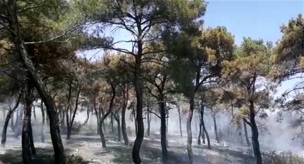 Geliboluda 6 hektar ormanlık alan yandı
