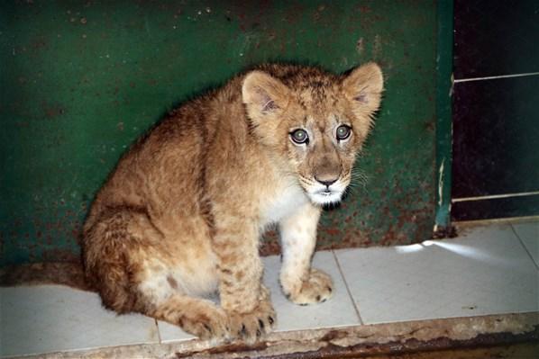 İranlı modele aslan hediye edildi