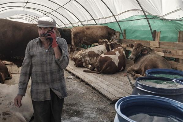 İstanbula getirilen kurbanlıklar pazarlarda yerlerini alıyor