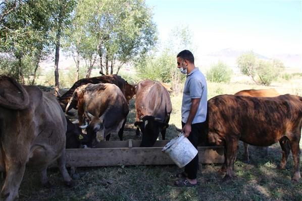 Genç çiftçi, kiraladığı ahır satılınca hayvanları ile dışarıda kaldı