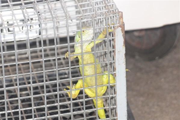 Taksici durakta iguana görünce timsah sanıp kaçtı