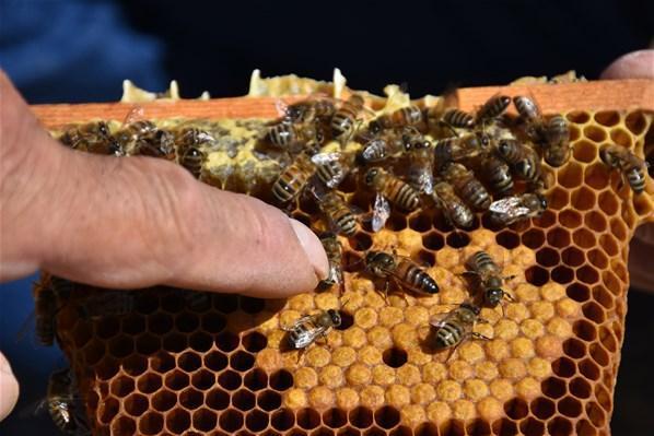 Kraliçe arı üretip, yılda 5 bin adet gönderiyor