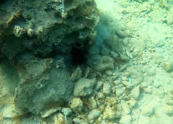 Zehirli deniz kestaneleri, Doğu Akdeniz turizmini tehdit ediyor