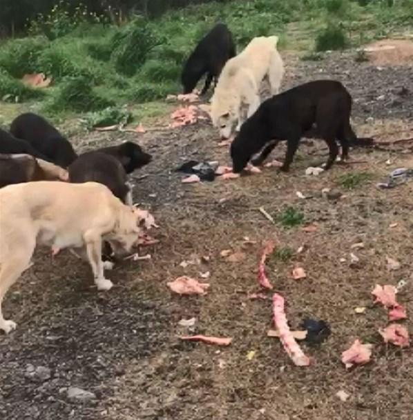 Çekmeköyde 27 köpek ortadan kayboldu Kaybolan köpekler için kazı yapıldı