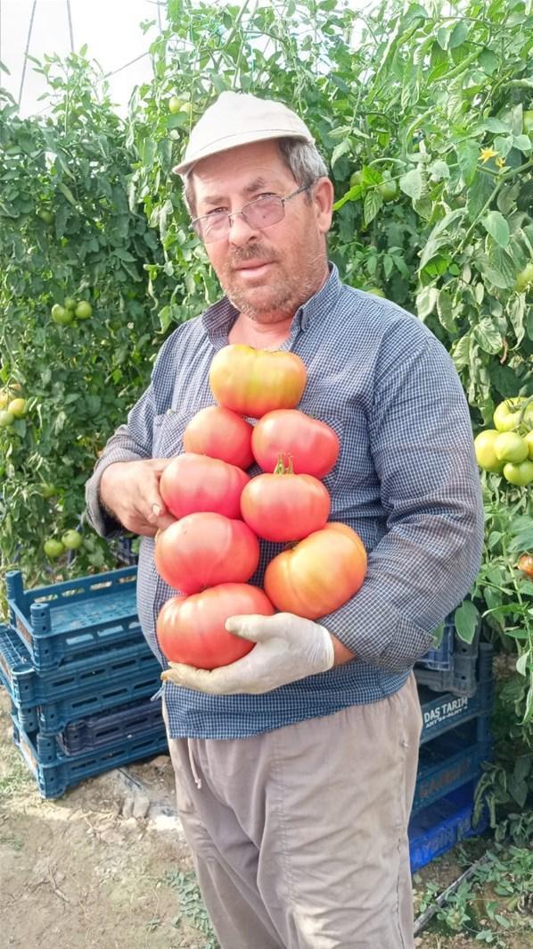Görenler hayrete düştü Bu domatesler 1200 gram