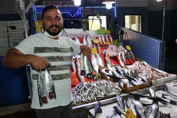 Palamudun tane fiyatı 14 liraya düştü