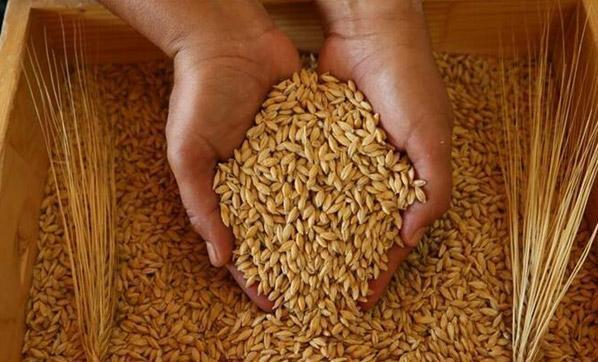 Toprak Mahsulleri Ofisinden açıklama geldi Buğday ve arpa satış fiyatları belli oldu