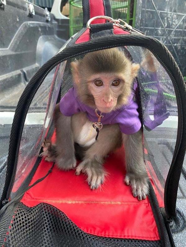 3üncü kez kaçak maymun alan sosyal medya fenomeni gözaltında