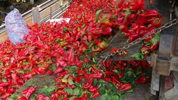 Hazırlık sürüyor Kış için domates ve biber salçaları yapılıyor