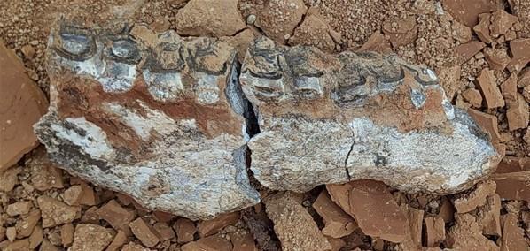 Denizlide 9 milyon öncesine tarihlenen karıncayiyen ve fil fosilleri bulundu