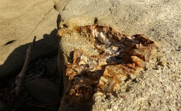 Çanakkale’de bulundu 9 milyon yıl öncesine ait....
