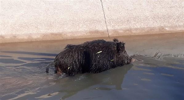 Şanlıurfa’da su kanalına düşen yaban domuzu kurtarılamadı