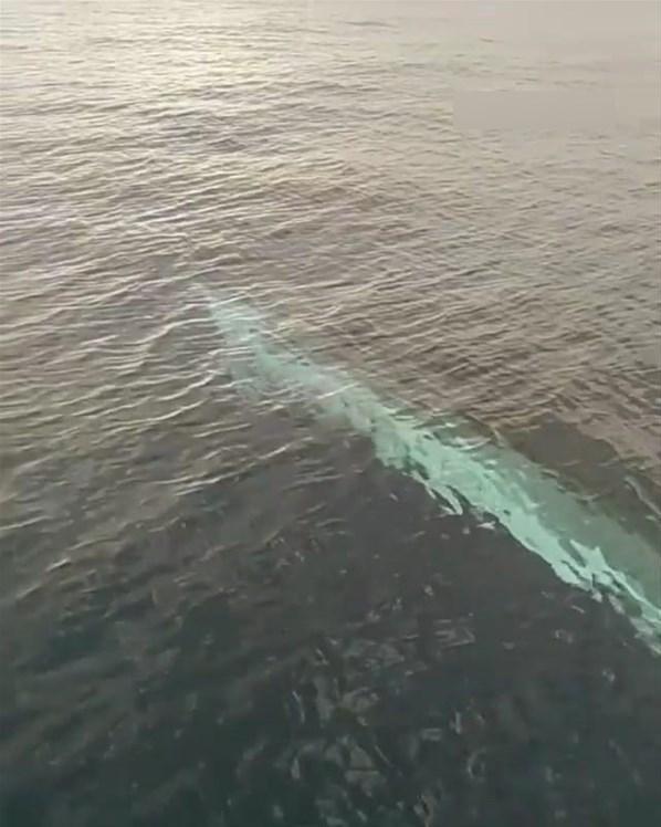 Balıkçıların kamerasına 15 metrelik oluklu balina takıldı