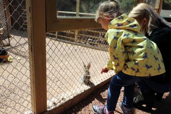 Antalya Hayvanat Bahçesinde büyük sevinç Zebra, kanguru, keçi, tavşan ve lemur...