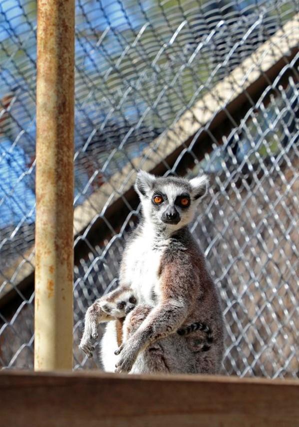 Antalya Hayvanat Bahçesinde büyük sevinç Zebra, kanguru, keçi, tavşan ve lemur...