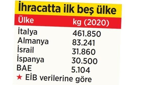 Çam fıstığının kilosu altınla yarışıyor