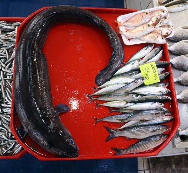 Egede canavar yakalandı Tam 1.5 metre...