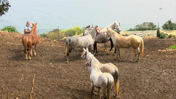 Kayıp atlar için flaş iddia Bir bölümü Iraka satıldı, bazıları da kesildi...