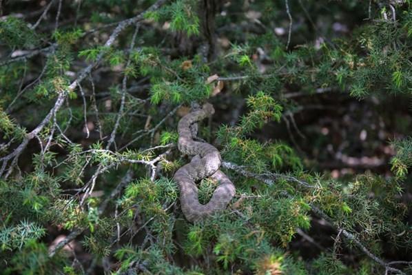 Türkiyedeki en zehirli yılan koca engerek Tuncelide görüldü