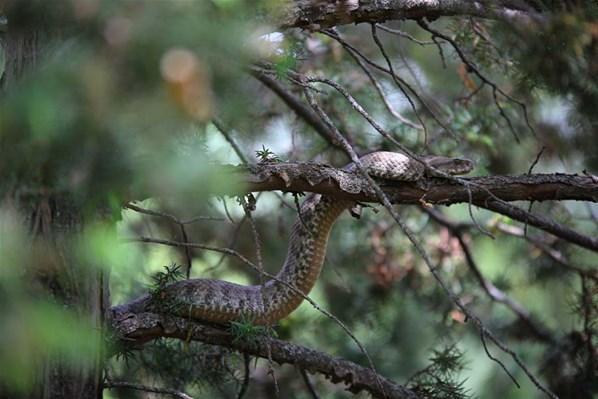 Türkiyedeki en zehirli yılan koca engerek Tuncelide görüldü