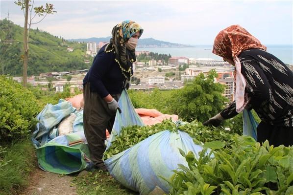 Doğu Karadenizde yaş çay hasadı başladı