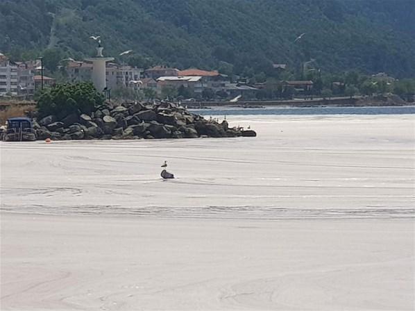 Marmara Denizi’nde müsilaj felaketi Uzmanlar uyardı: Bu kez çok farklı...