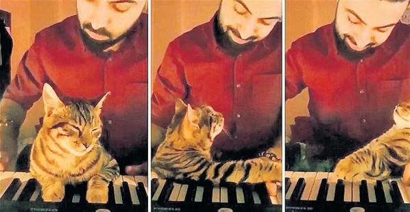 Kedilere piyano çalan adam