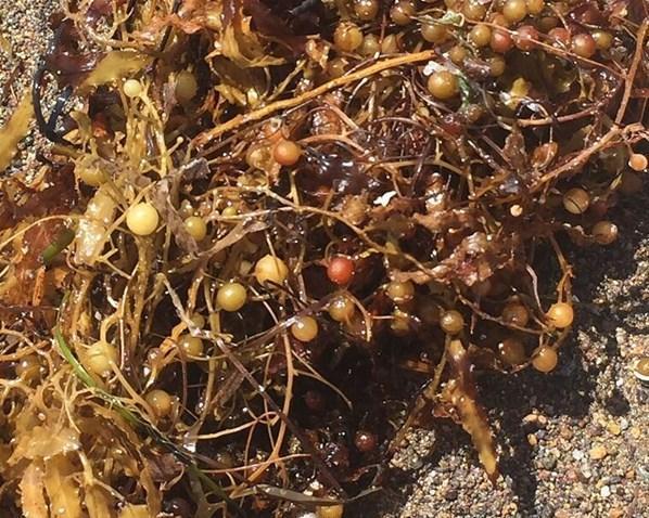 Marmara Denizi’ndeki müsilajdan sonra Ege ve Akdeniz kıyılarında yeni tehlike: Sargassum
