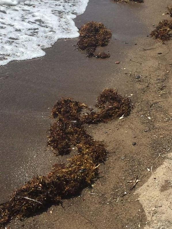 Marmara Denizi’ndeki müsilajdan sonra Ege ve Akdeniz kıyılarında yeni tehlike: Sargassum