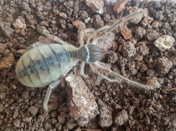 Hakkaride yeni böğ türü keşfedildi