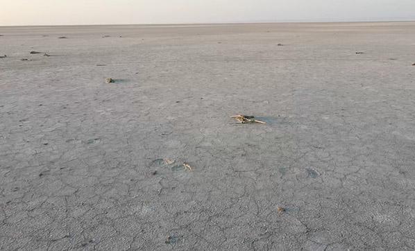 Tuz Gölünde yavru flamingo katliamı