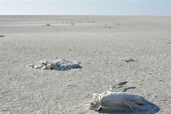 Tuz Gölündeki flamingo ölümlerine ilişkin iki bakandan açıklama
