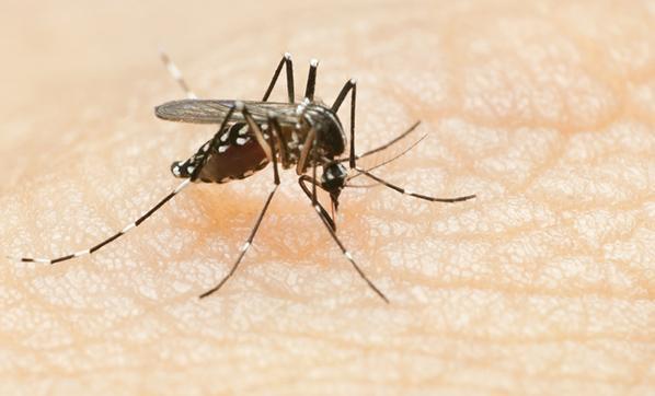 Sivrisinek sokmasına ne iyi gelir Asya Kaplan Sivrisineği ısırığı nasıl geçer