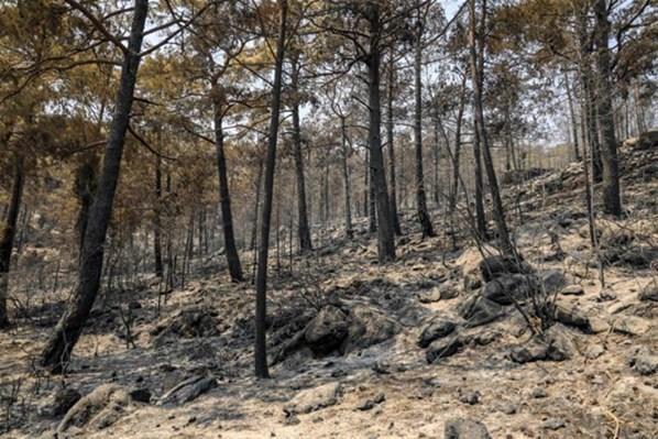 Orman yangınlarıyla mücadele son dakika haberleri Alevlerden kaçmak için ırmağa atladılar: 2 saat ölümü ensemizde hissettik...