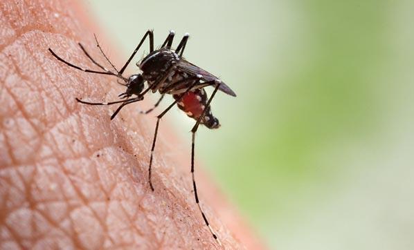 Böcek, sinek ve arı sokmaları ciddi sorunlara yol açabilir