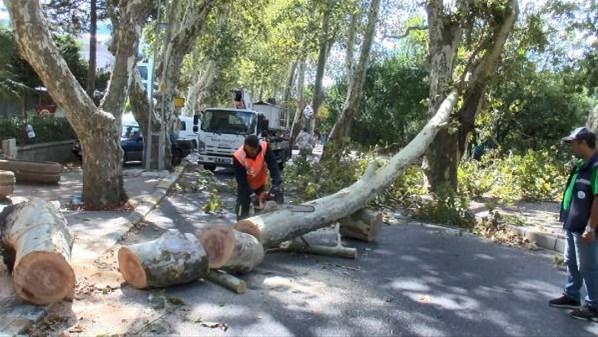 İstanbulda ağaçlar devrildi Korku dolu anlar yaşandı