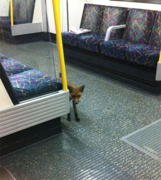Metrodan tilki çıktı