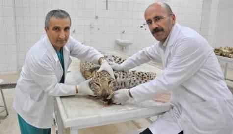 Leoparla otopsi hatırası