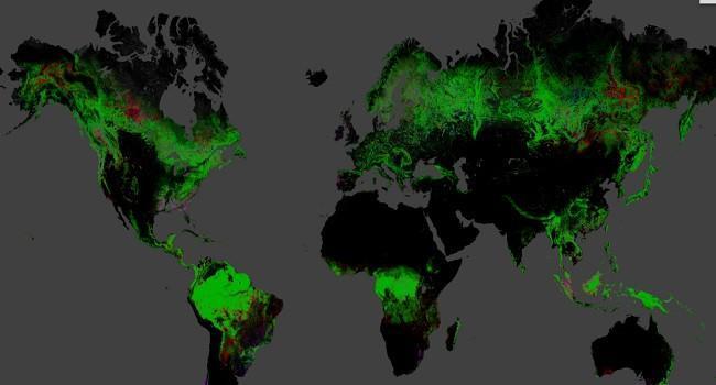 Son  12 yılın dünya orman haritası çıkarıldı