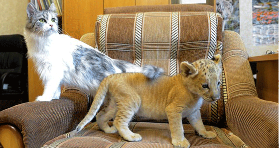 Aslan ve kaplan melezi yavruya kedi anne