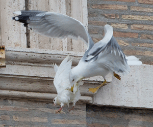 Papanın barış güvercinleri için kampanya