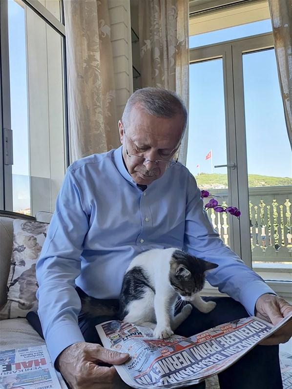Cumhurbaşkanı Erdoğan, torununun kedisiyle fotoğrafını paylaştı