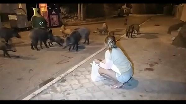 Muğlada yaban domuzları şehre indi Vatandaşlar elleri ile besledi...