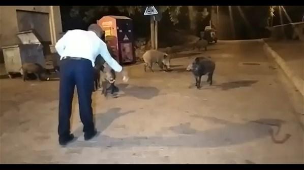 Muğlada yaban domuzları şehre indi Vatandaşlar elleri ile besledi...