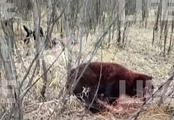 Rusyada dehşete düşüren olay Arkadaşını öldüren ayıyı dövüşerek etkisiz hale getirdi...