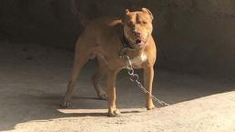 Pitbull yasak mı, pitbull beslemek yasal mı? Pitbull beslemenin cezası ne kadar, pitbull beslemenin yasak olduğu ülkeler?