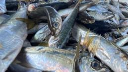 Kilosu 10 liraya kadar düştü! Denizlerden istavrit fışkırıyor