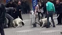 Malatya’da pitbull dehşeti! Saldırı görüntüleri ortaya çıktı