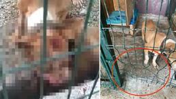 Bir pitbull dehşeti daha! Kafesi parçaladı, yakalayıp boğarak öldürdü